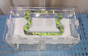 Другие животные: ‼️Колонии Муравьев с Формикариями разныные колоний большой выбор — 20