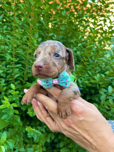 Psi: Odgajivacnica pasa "Happy Puppies" ima u ponudi patuljaste jazavicare