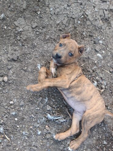 İtlər: Pitbul, 1 ay, Erkek, Sənədli, Ünvandan götürmə, Pulsuz çatdırılma