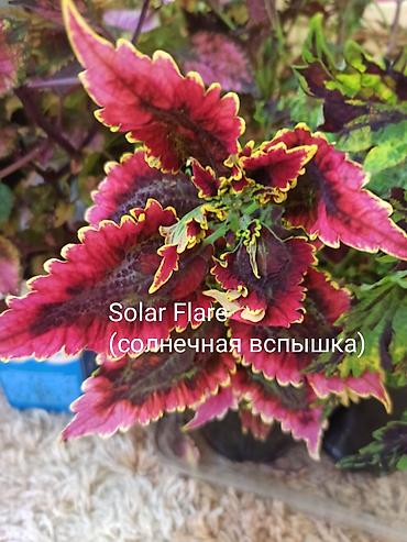 Алоказии: Открыта продажа сортовых КОЛЕУСОВ. цена за срез 100 сом.В коллекции — 8