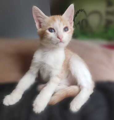 животные отдам в добрые руки в Азербайджан | Коты: Домашний котенок, 1 месяц, в добрые руки бесплатно