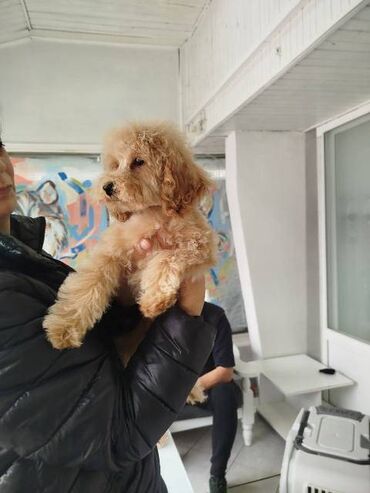 Psi: Patuljasta pudla štenci Štenci patuljaste pudle stari 4 meseca na — 3