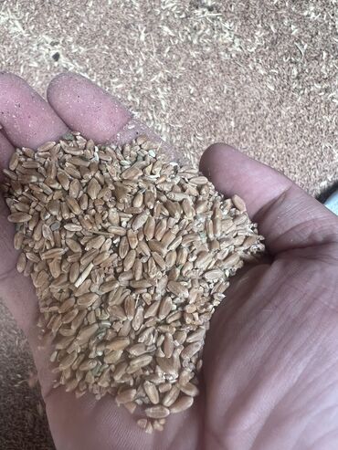 пшеница казахстанская: Пшеница продаём есть доставка одна машина зил 8000 тон
