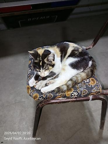 Pişiklər: Dişi, Yaxşı əllərə — 10