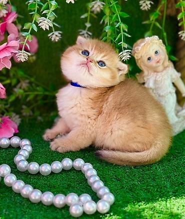 Pişiklər: Şotland — 6