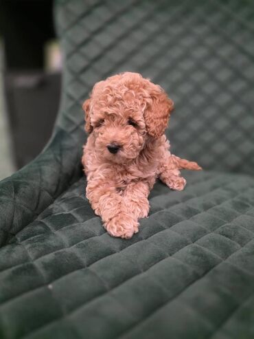 Psi: Pudla, rasa poznata po svojoj visokoj inteligenciji, eleganciji i na lalafo.rs — 2 Psi: Pudla, rasa poznata po svojoj visokoj inteligenciji, eleganciji i — 2