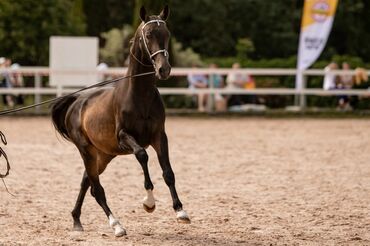 Лошади, кони: Продаю | Жеребец | Для разведения, Конный спорт | Племенные, Осеменитель — 3