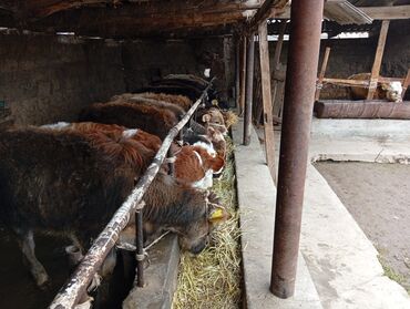 Коровы, быки: Продаю | Бык (самец) | На откорм — 1