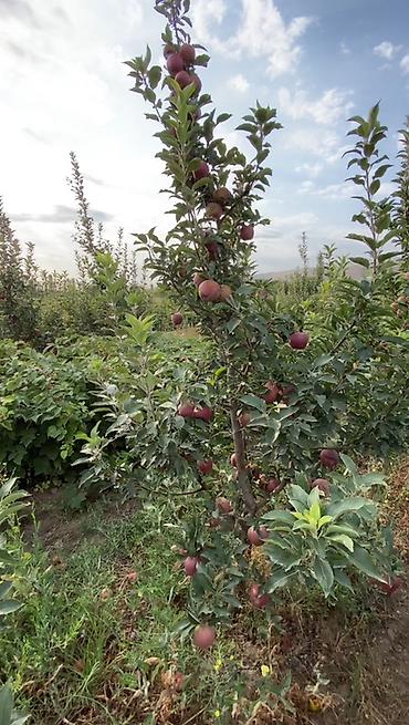 Продажа сельхоз предприятий: Питомник растений, 220 соток, Действующий, Частично с оборудованием, Электричество, Холодная вода — 7