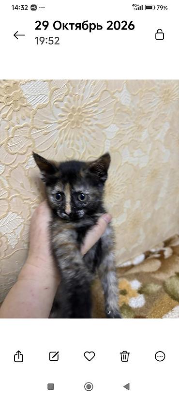 Кошки: Котята, домашний помёт. - Окрас: черепаховый (мальчики на фото) — 1