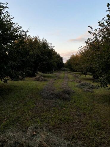 Torpaq sahələrinin satışı: 1200 sot, Kənd təsərrüfatı, Mülkiyyətçi, Kupça (Çıxarış)