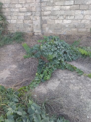 Ağaclar: Satıram . Nar ağacı kemsirin ve birde üzüm ağacı hər ikisi torpaq da — 9