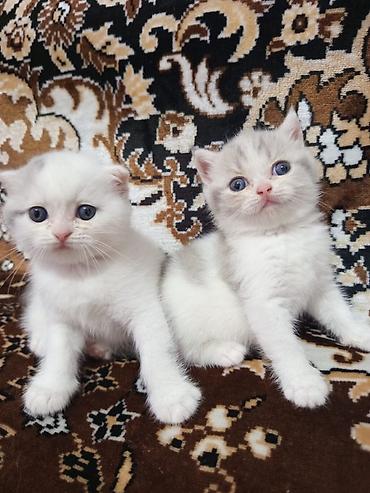 scottish fold qiyməti: Şotland, Erkək, Dişi, Ünvandan götürmə — 1