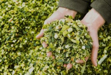 замороженная кукуруза: Силос крупная