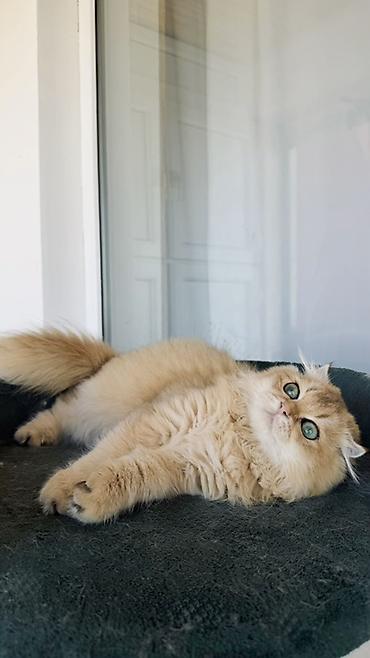 Животные: Золотая шиншилла, Самец — 2