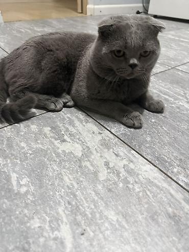 кошки домашние: Скотиш Фолд (Шотландская вислоухая), 3 года, Мальчик, Серый — 6