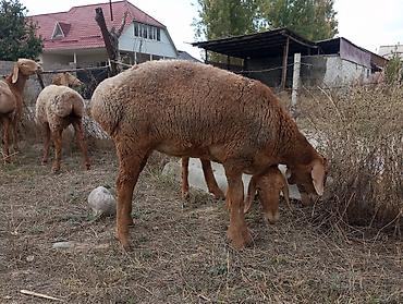 пчелы карпатка купить: Продаю | Овца (самка) | Для разведения — 1