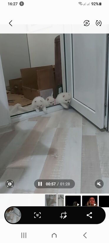 İtlər: Şpitz, 1 ay, Erkek — 11