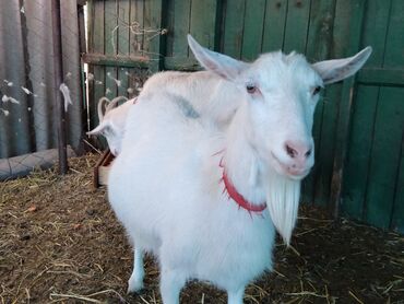 Птицы: Продаю белых курей друзья спешите несушки количество 20 шт.в Кара — 7