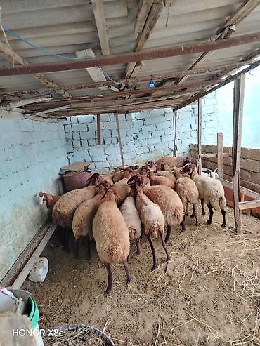 Qoyunlar, qoçlar: 27 baş qoyun satılır. - Say: 27 baş - Növ: yerli qarışıq ətlik/südlük — 13