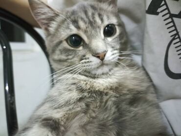 кошка с разными глазами: 1 жаш, Ургаачы, Боз, Лотокко барууга үйрөтүлгөн, Аргын