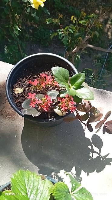 qırmızı kala: Qlaçoy (Kalanchoe) – saksıda dekorativ ətliyi bitki - Növ: Kalanchoe — 1