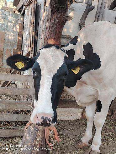 simmental inək cinsi: Salam heyvan 7 ay əvvəl 2 ci qarın balanı doğum. Təzə doğanda 37 litr — 1