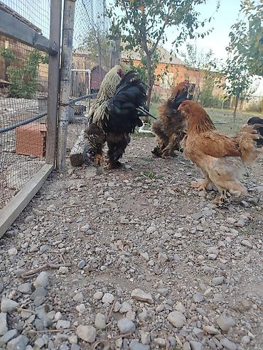 sabuncu quş bazarı: Brahma tam sağlam akdiv heyvadı damazlğa yararlı — 6