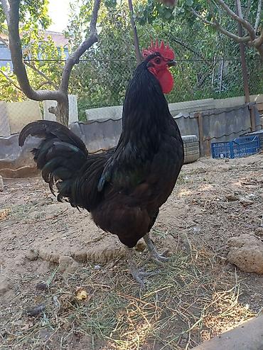 ross 308: Məhsul: Austrolorp və Amaroks toyuqların yumurtası satılır Təsvir: - — 3