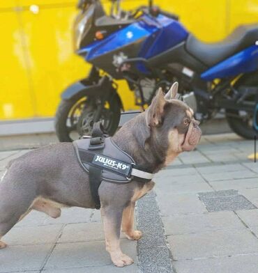 Psi: U ponudi imamo štenad egzotičnih boja, od kvalitetnih roditelja — 9