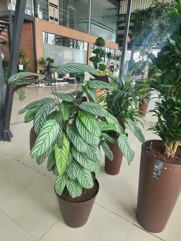 Otaq bitkiləri: Bitgi və dibçəklər — 5