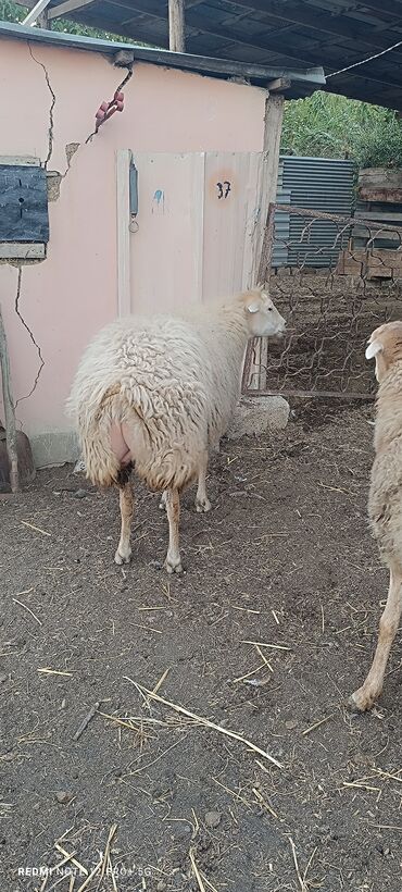 Qazlar: Dişi, il: 2, Damazlıq, Südlük, Ünvandan götürmə