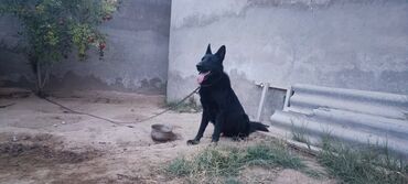 İtlər: Alman çoban iti