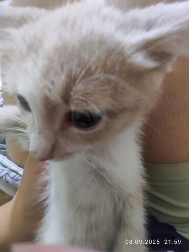котенок в добрые руки: Породасыз, 4 айлык, Эркек, Лотокко барууга үйрөтүлгөн