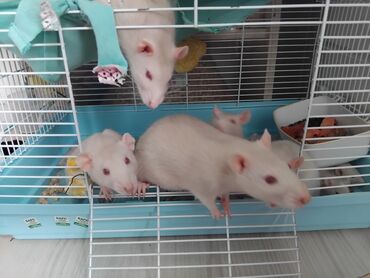 зоомагазин крысы: Продаю крысят породы дамба 6 девочек, 5 мальчиков, милые добрые