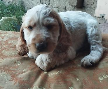 İtlər: Koker spaniyel, 1 ay, Erkek, Sənədli — 5