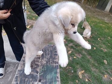 Psi: Stenci Akita Inu (Japanska Akita)ostenjeni 25.08.25. vakcinisani — 10