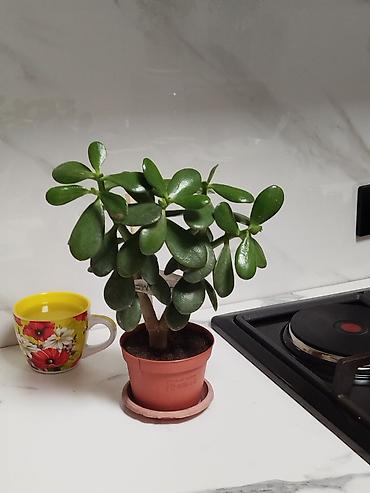 plant: Комнатные цветы Денежное дерево — 2