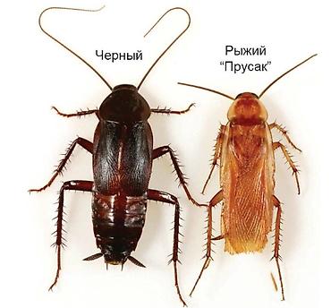 Дезинфекция, дезинсекция: Дезинфекция, дезинсекция, | Тараканы, | Транспорт, Офисы, Квартиры — 7