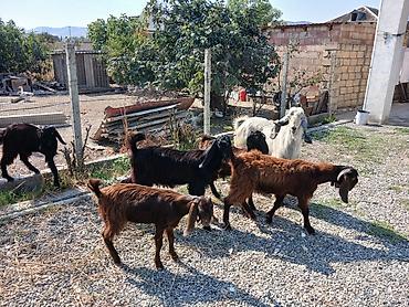 halep keçisi satilir: Təkə və keçilər – təsərrüfat üçün — 5