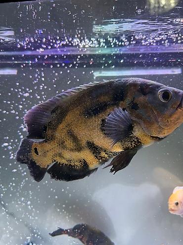 Рыбы: Срочно продам или меняю на другие рыбки большого Астронотус тигровый — 9