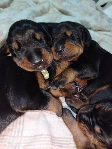 stenad: Stenci dobermana na prodaju sa papirama, ostenjeni 12.juna. Papiri se