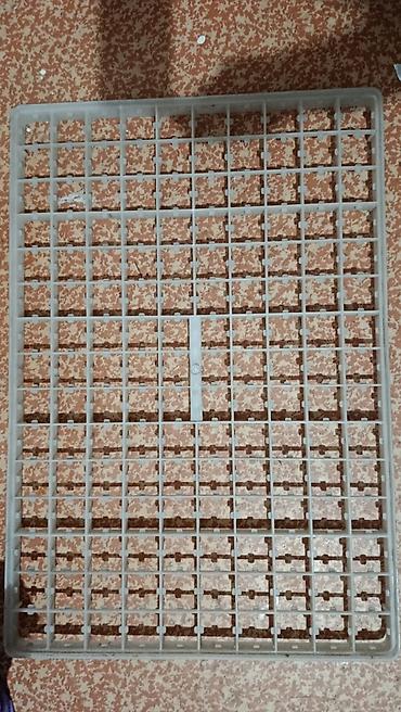 аршан кой: Лотки для инкубатора на 150 яиц, пластиковые,
Новые — 2