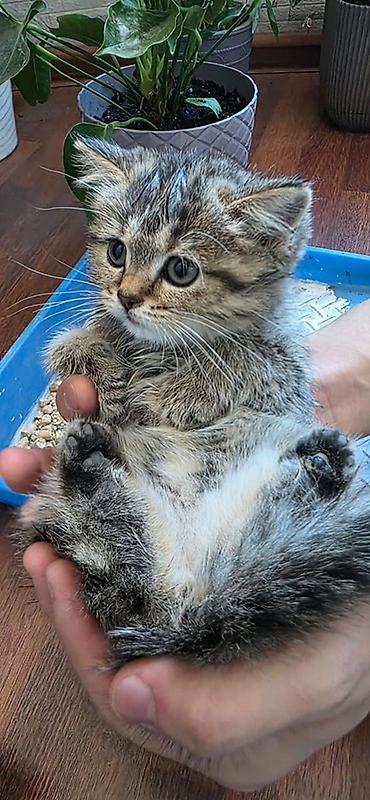 Продажа кошек: Скотиш Фолд (Шотландская вислоухая), 2 месяца, Девочка, Серый, Приучена к лотку — 2