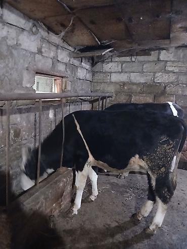damaz: Satılır: dana/coluq heyvanlar - Növ: iri buynuzlu heyvanlar (dana) - — 6