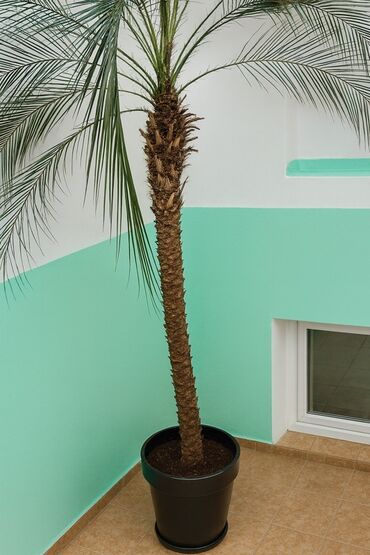 декоративное дерево: Высокая комнатная пальма в горшке. - Вид: финиковая пальма (Phoenix)