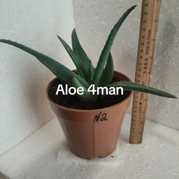 Otaq bitkiləri: Aloe (aloe vera) saksı bitkisi - Növ: Aloe – ətli, tikanlı kənarlı — 8