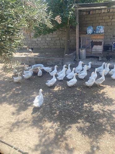 lal ördəklər: Tam saglam heyvanardi real alıcıya endirm var 6’7 aylıg heyvanardı — 1