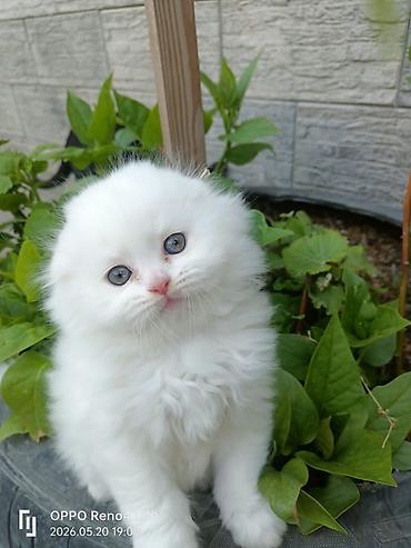 Кошки: Ağ tüklü balaca pişik balaları - Cins görünüş: uzun və çox yumşaq ağ — 1