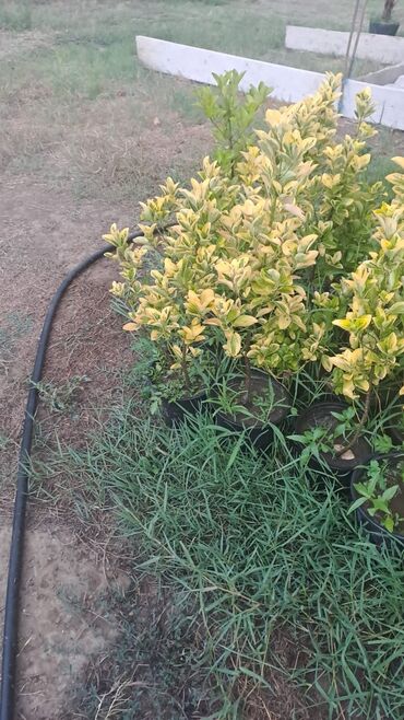 Tinglər: Həmişəyaşıl dekorativ kollar – qablarda - Növ: Euonymus japonicus — 13